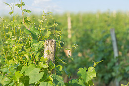 Scea Domaine des Gabies