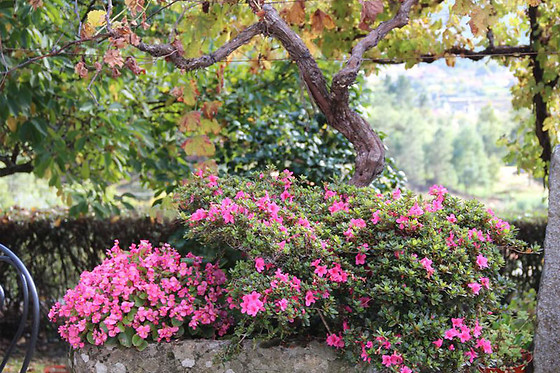 Quinta de Canhões - photo 1
