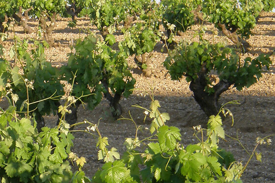 BODEGAS ISMAEL ARROYO - VALSOTILLO - photo 13