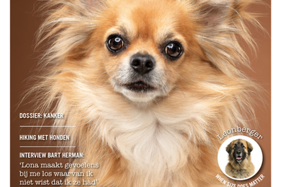 DINGO B.V. - photo 4