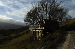 La Grande Pigna Tra Gli Alberi