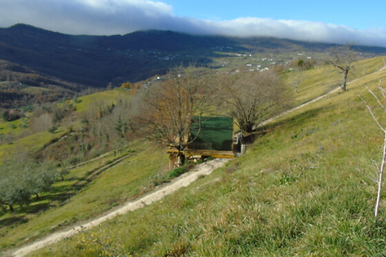 La Grande Pigna Tra Gli Alberi - photo 4