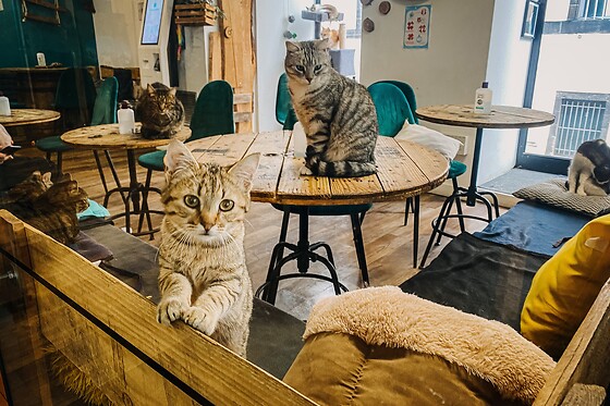 Chat'lounge Clermont-Ferrand - photo 0