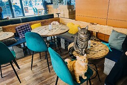 Chat'lounge Clermont-Ferrand