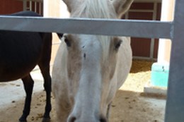 Gentinetta Pferde