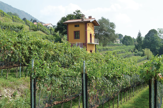 Cantina Cavallini - photo 5