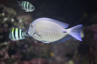 Sortie à l'aquarium pour 2 - L'Aquarium de Paris - Paris (75016)