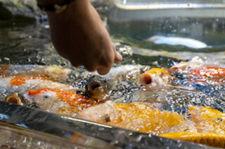 Sortie à l'aquarium pour 2 - L'Aquarium de Paris - Paris (75016)