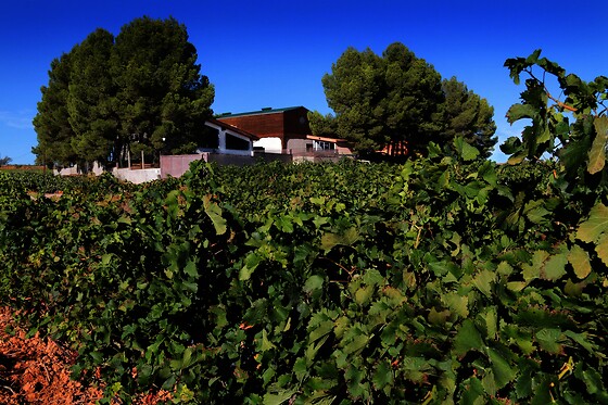 BODEGAS VEGALFARO - photo 1