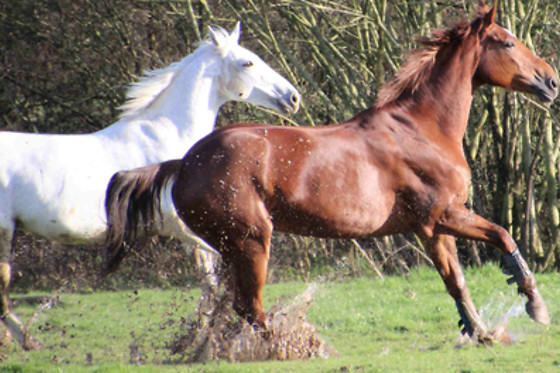 Poney Club de Saint-Christophe - photo 0