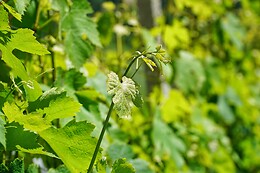 Az. Agr. Costa di Bussia – Tenuta Arnulfo s.s.