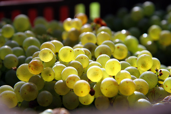 Cantina Cavallini - photo 1