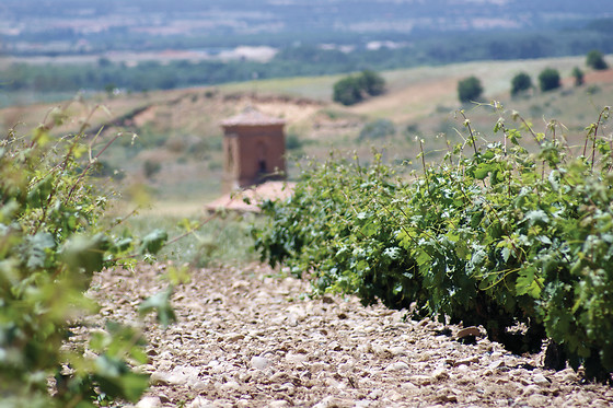 BODEGAS ELIAS MORA - photo 1