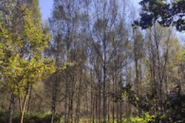 CABANAS DA ULLA