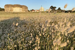 Le Calluna