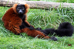 Parc zoo du Reynou