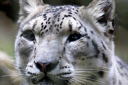 Parc zoo du Reynou