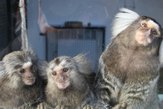 Parc zoo du Reynou - photo 2