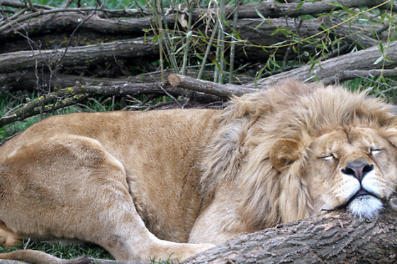 Parc zoo du Reynou - photo 3
