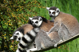 Parc zoo du Reynou