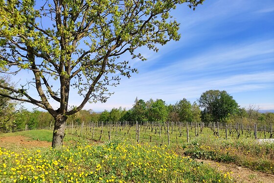 Le Terre Rosse di Mombaruzzo - photo 3