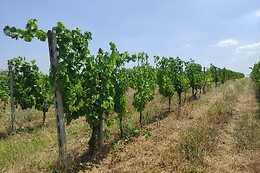 Le Terre Rosse di Mombaruzzo