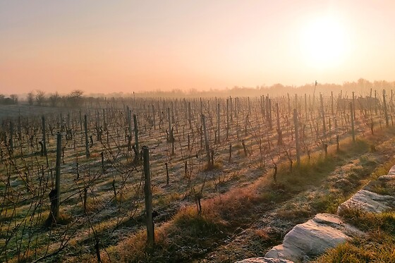 Le Terre Rosse di Mombaruzzo - photo 5