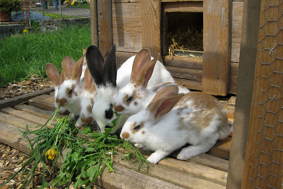 Schlaf im Stroh Familie Bucheli - photo 1