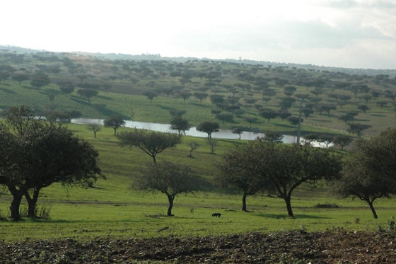 Herdade do Monte Outeiro - photo 3