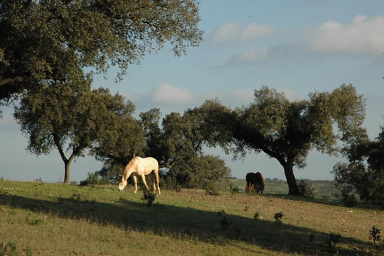 Herdade do Monte Outeiro - photo 1