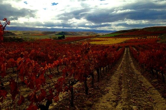 BODEGAS BOHEDAL - photo 0