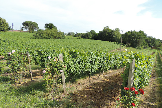 Domaine Armagnac Lafitte - photo 0