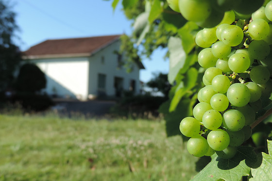 Domaine Armagnac Lafitte - photo 1