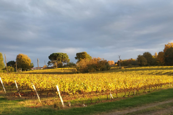 Domaine Armagnac Lafitte - photo 3