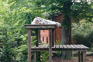 Entrée groupe au Zoo - Parc zoologique de Maubeuge - Maubeuge (59)