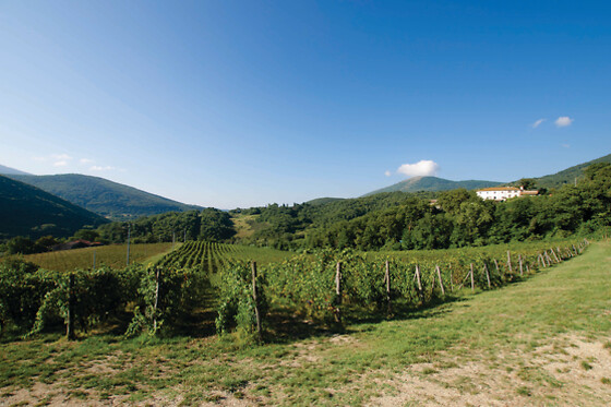 Tenuta San Donato - photo 4