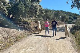 EXPERIENCE ALPACAS IN ANDALUCÍA