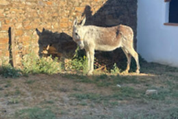 EXPERIENCE ALPACAS IN ANDALUCÍA