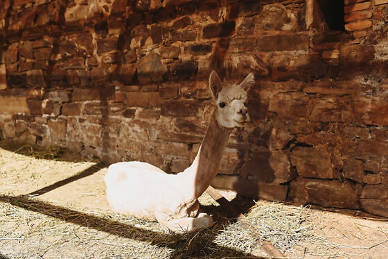 EXPERIENCE ALPACAS IN ANDALUCÍA - photo 5