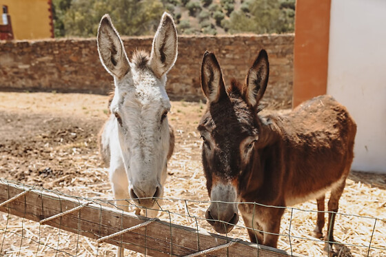 EXPERIENCE ALPACAS IN ANDALUCÍA - photo 6