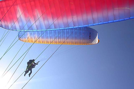 Les Volatiles - photo 2