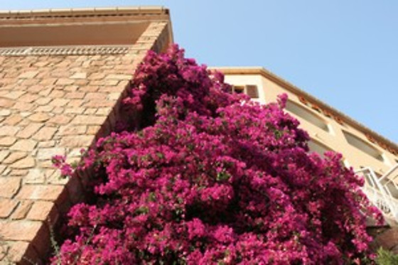 Hôtel Capo D'Orto*** - photo 2
