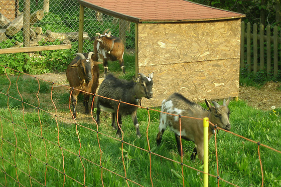 BnB Niedergösgen - photo 2