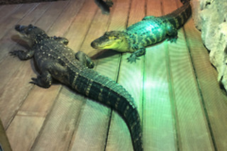 Visite guidée du Reptilarium, manipulation et nourrissage des animaux chez Mike's Reptipark à Tournai (Hainaut)