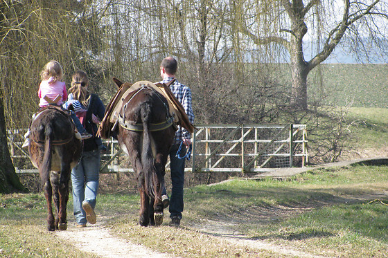 Eselhof Säge - photo 10