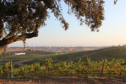 HERDADE PAÇO DO CONDE