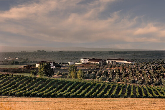 HERDADE PAÇO DO CONDE - photo 3