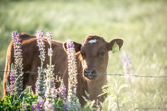 Erfgoed Bossem - Sterrenkubus - photo 11