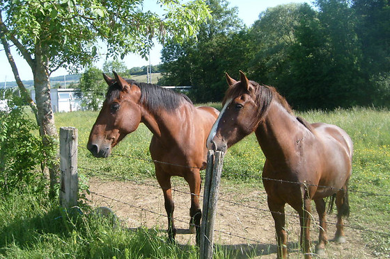 Locacheval - photo 0
